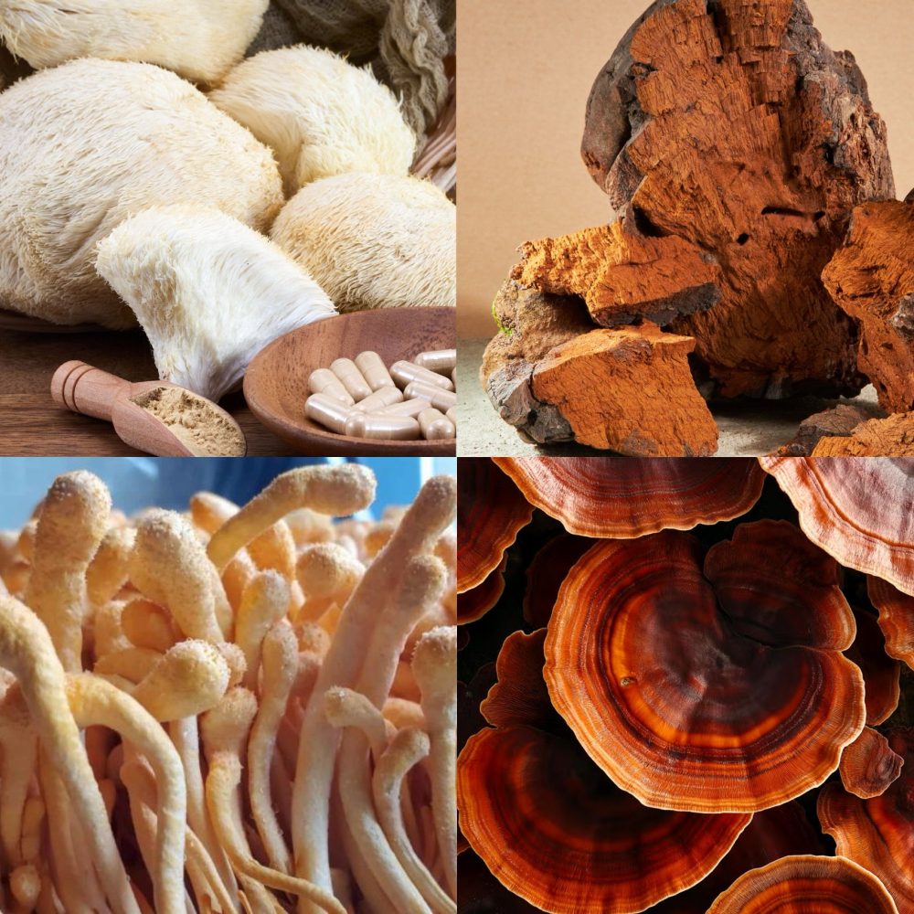 Four functional mushrooms used in coffee blends, shown side by side: lion’s mane, chaga, cordyceps and reishi